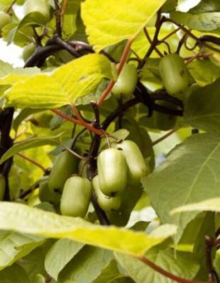 Актинидия коломикта Утренняя заря Гор23 М в интернет гипермаркете «Планета Лета». Фото