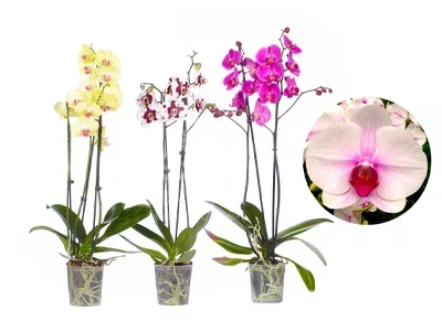 Фаленопсис 2 pp Geisha mix, Гор12, Выс30 в интернет гипермаркете «Планета Лета». Фото