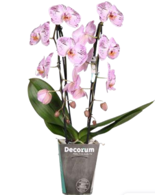 Фаленопсис Cascade Queens Kiss, Гор12, Выс55 в интернет гипермаркете «Планета Лета». Фото