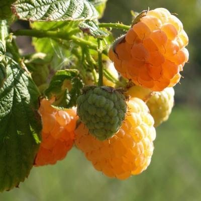 Малина садовая Олл Голд 7Ц в интернет гипермаркете «Планета Лета». Фото