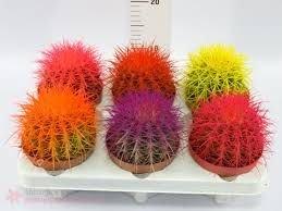 Эхинокактус Grusoni сolor, Гор9, Выс10 в интернет гипермаркете «Планета Лета». Фото