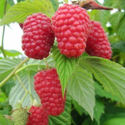 Малина в коробке Гусар в интернет гипермаркете «Планета Лета». Фото