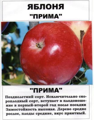 Яблоня Прима 2-летка С4  Н140 в интернет гипермаркете «Планета Лета». Фото