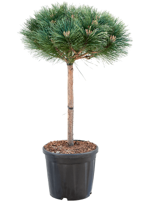 Сосна черная Brepo штамб, C18, Выс30 в интернет гипермаркете «Планета Лета». Фото