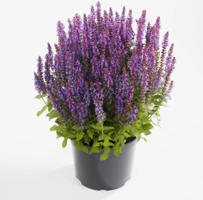 Шалфей, Гор19-22 М в интернет гипермаркете «Планета Лета». Фото