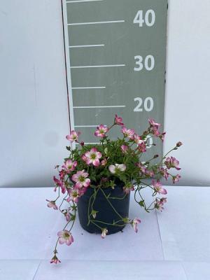 Камнеломка Алпина Эрли Пикоти, Гор12 Л в интернет гипермаркете «Планета Лета». Фото