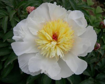 Пион травянистый Золотой Амулет 7Ц в интернет гипермаркете «Планета Лета». Фото