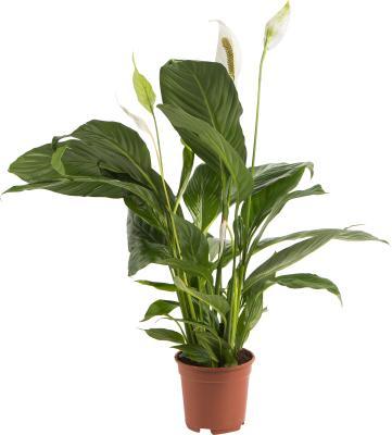 Спатифиллум Sweet Silvana, Гор24, Выс100 в интернет гипермаркете «Планета Лета». Фото