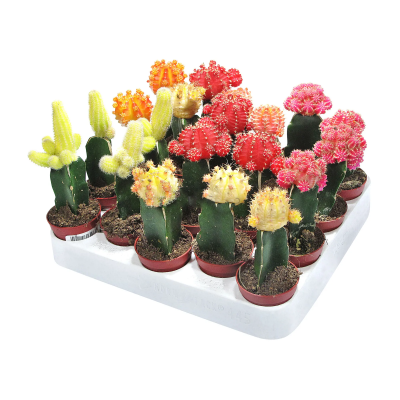 Гимнокалициум, Гор8, Выс15 в интернет гипермаркете «Планета Лета». Фото