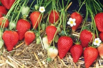 Рассада Земляника Зумба P9 в интернет гипермаркете «Планета Лета». Фото