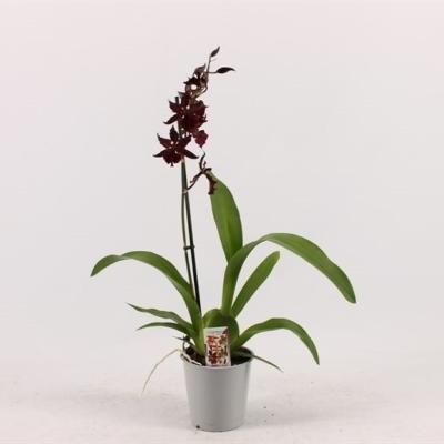 Орхидея Colmanara RED, Гор12, Выс50 в интернет гипермаркете «Планета Лета». Фото