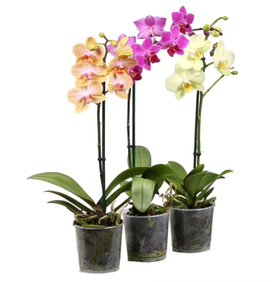 Фаленопсис 1 pp Mix, Гор9, Выс30 К в интернет гипермаркете «Планета Лета». Фото