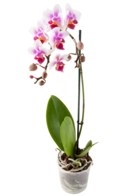 Фаленопсис Anna, Гор10, Выс30 К в интернет гипермаркете «Планета Лета». Фото