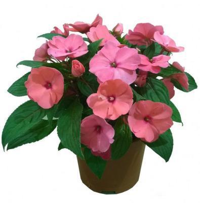 Бальзамин крупноцветковый, Гор10 М в интернет гипермаркете «Планета Лета». Фото