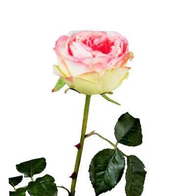 Роза Джема ярко-розовая со св.лаймом в-56 см бутон в-7,д-11 см 30.03150254PK в интернет гипермаркете «Планета Лета». Фото