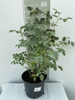 Роза парковая Ред Эден Роуз Гор 23 М в интернет гипермаркете «Планета Лета». Фото