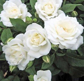 Роза бордюрная Фейри тейл в коробке в интернет гипермаркете «Планета Лета». Фото