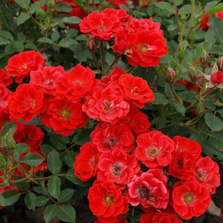 Роза почвопокровная Зе Меджикал Кавер 7Ц в интернет гипермаркете «Планета Лета». Фото