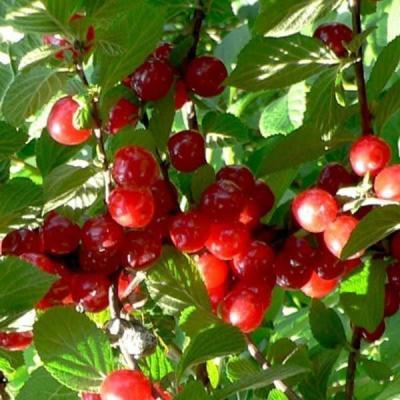 Вишня войлочная Алиса 2-летка С4 Выс120 в интернет гипермаркете «Планета Лета». Фото