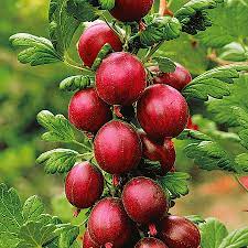 Крыжовник Сенатор П в интернет гипермаркете «Планета Лета». Фото