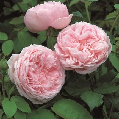 Роза парковая Спирит оф Фридом ОКС в интернет гипермаркете «Планета Лета». Фото