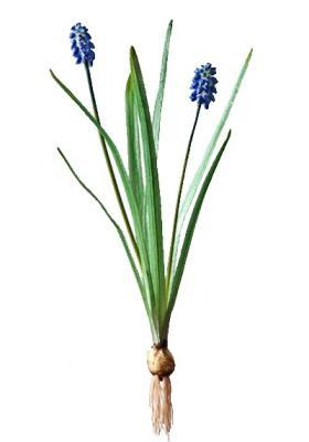 Цветок искусственный Мускари голубой с луковичкой 30 см 30.03080069BL в интернет гипермаркете «Планета Лета». Фото